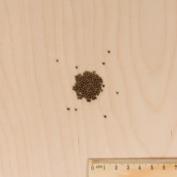 Potagères - Chou Brocoli Verdia 2 HF1 - Graines d'exception - MEDIA_3D